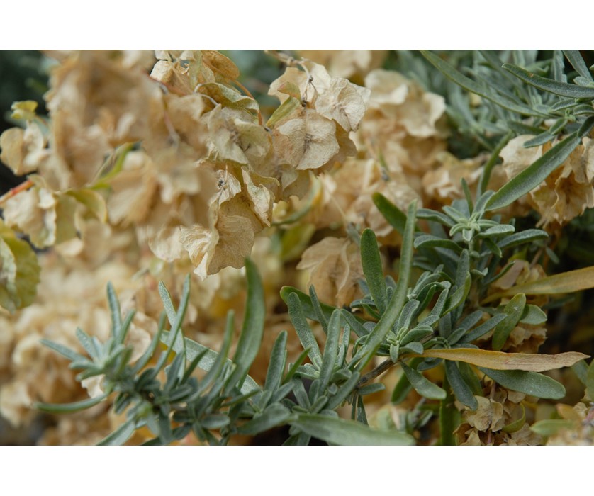 Saltbush